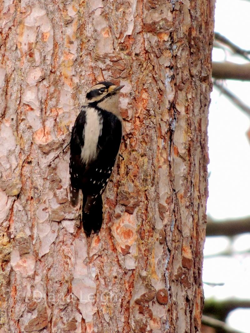 Woodpecker in Washington