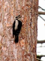 Woodpecker in Washington