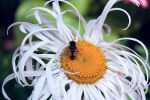 Bee on a flower