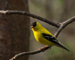 Goldfinch in Lincoln, Nebraska