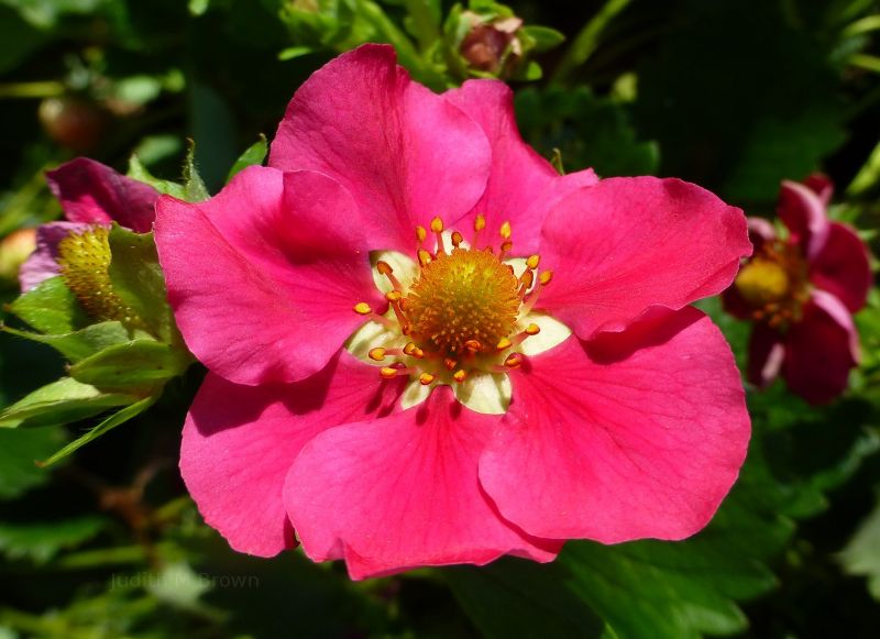 Beautiful flower in Tasmania, Australia