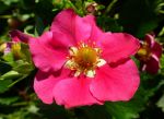 Beautiful flower in Tasmania, Australia