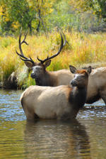 Elk in Rocky Mountain National Park