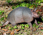 Armadillo in Armand Bayou Nature Center, Humble, TX