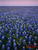 Gorgeous field of Bluebonnet in Washington County, TX