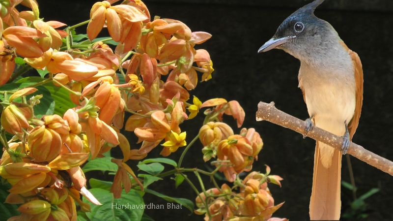 Paradise Flycatcher