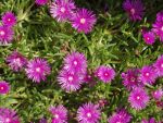 Purple Beauties in Canada