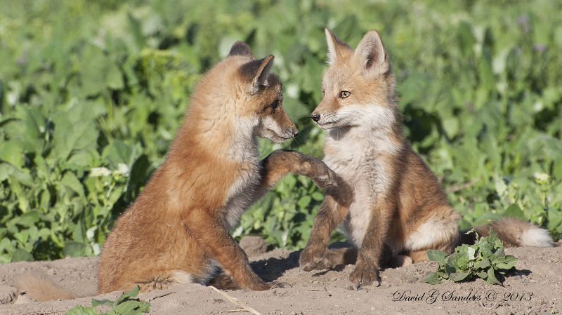 Fox pups near Farmington, Utah
