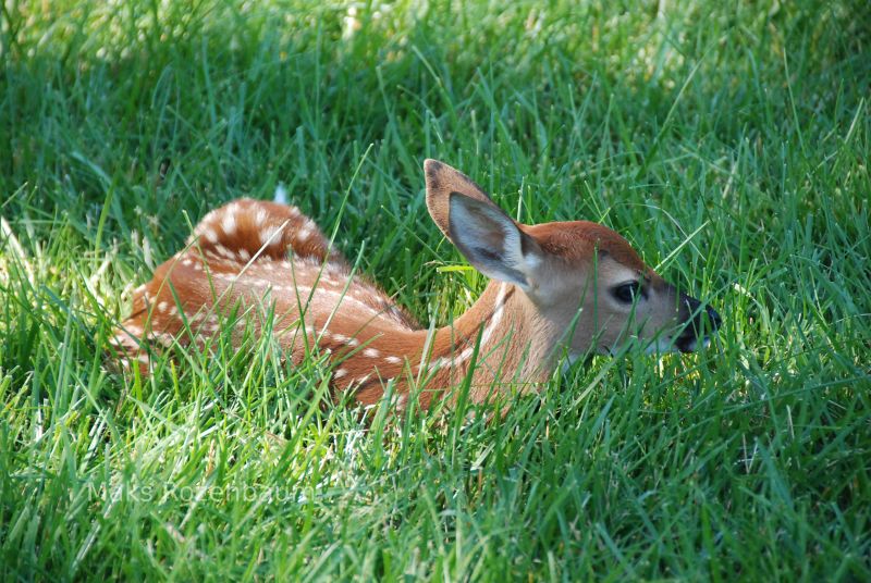 Fawn in Grass