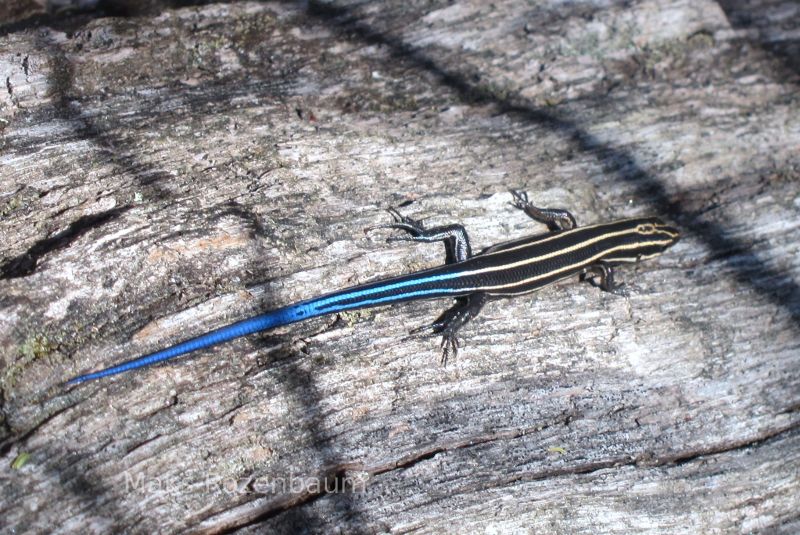 Skink in MD