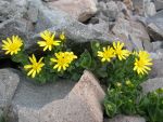 flowers on a hike in Maggie Gulch, Silverton, CO