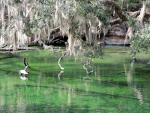 bird and alligator in Blue Springs State Park, Florida