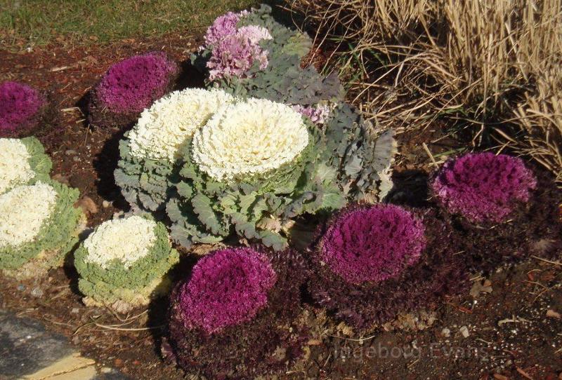 Ornamental Cabbage in Canada