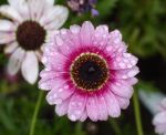 Flower and dew