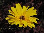 Yellow flower in Cowichan Bay, British Columbia