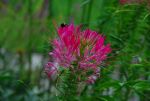 Bees on pink flowers