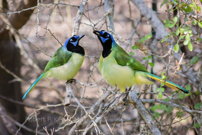 Green Jays in Texas