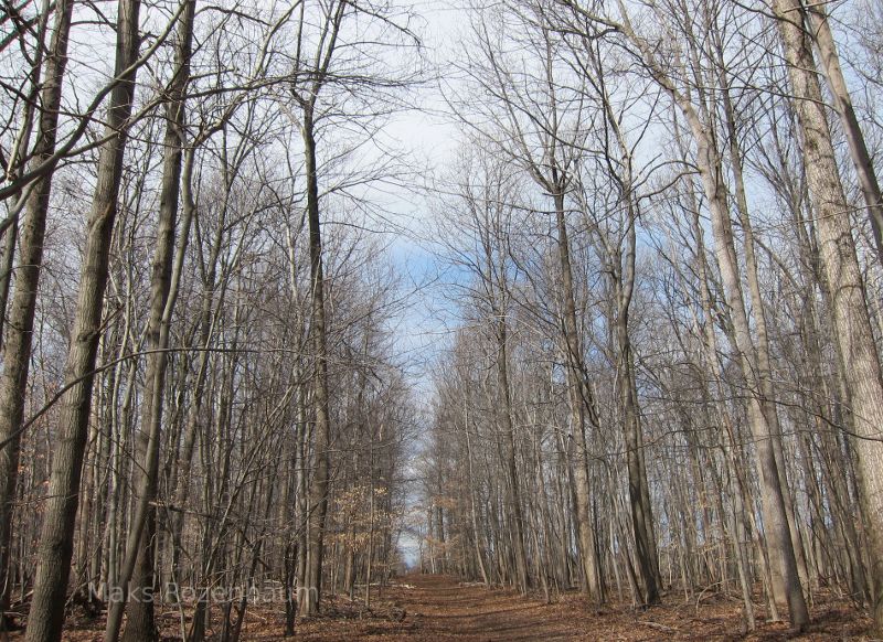 Spring arrives, but it is still gray and brown.