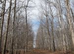 Spring arrives, but it is still gray and brown.