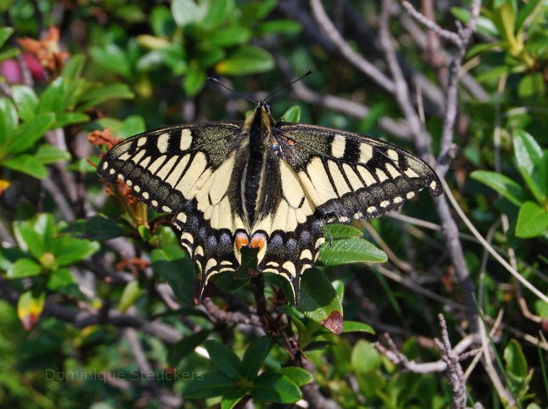 Butterfly in Austria