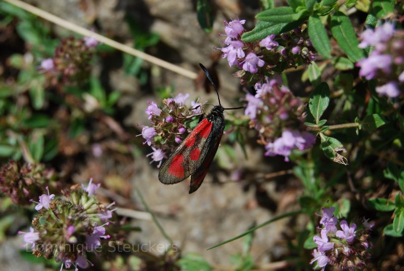 Pretty butterfly in Switzerland