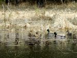 Mallards in a pond