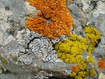 Lichen in the Alborz Mountains, Tehran