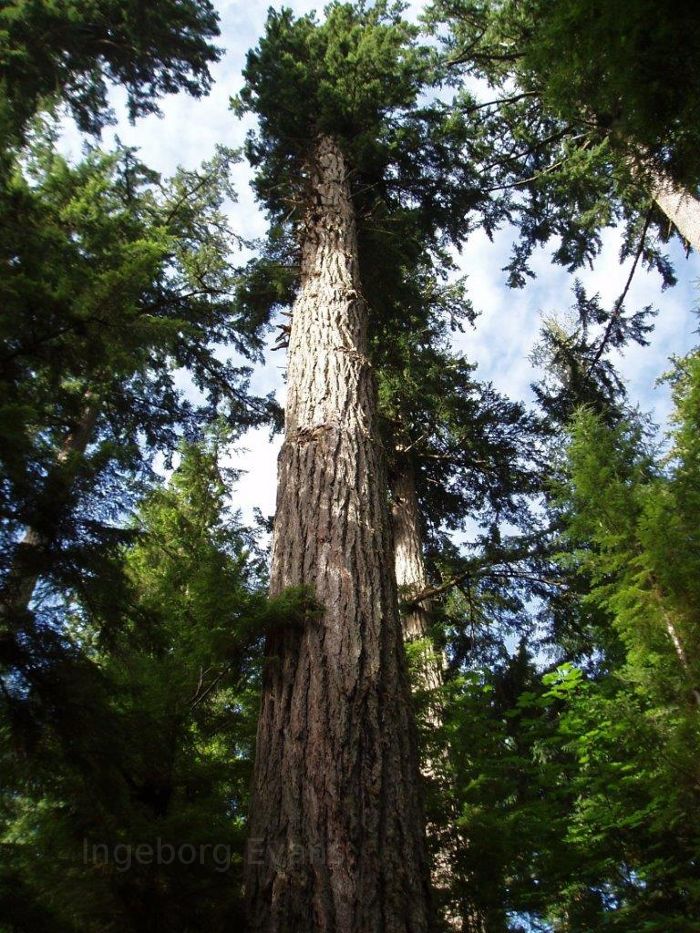 Giant trees in British Columbia