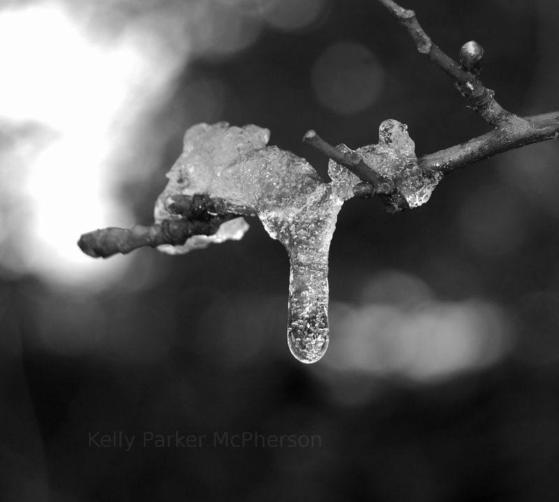 Branch covered in ice