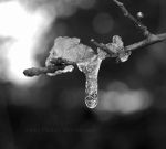 Branch covered in ice