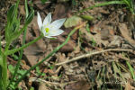 Lily in Walnut Creek Wetland Center, Raleigh, NC