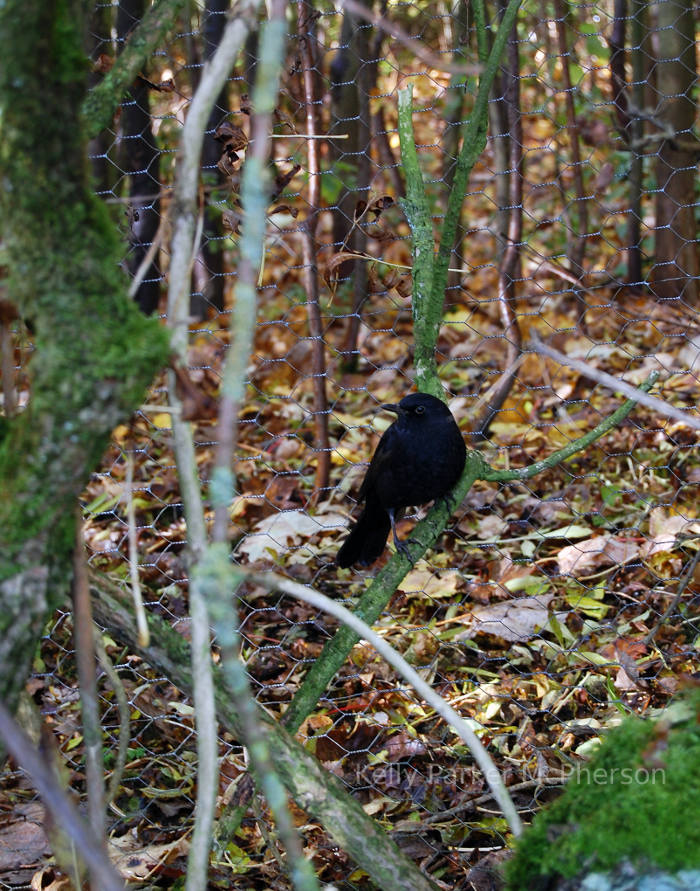 Blackbird In Welton Dale