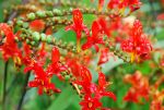 Red Flowers