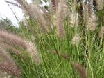 Tall grass in the Canadian countryside