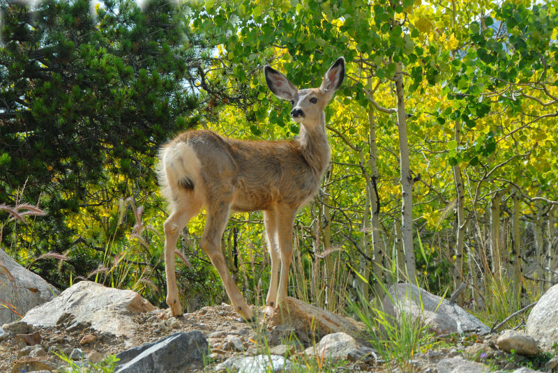 Mule deer in Rocky Mountain National Park