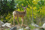 Mule deer in Rocky Mountain National Park