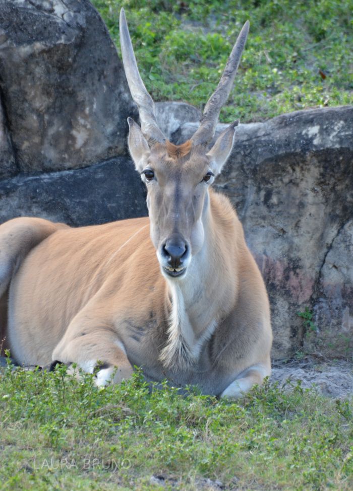 Brazil Zoo