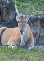 Brazil Zoo