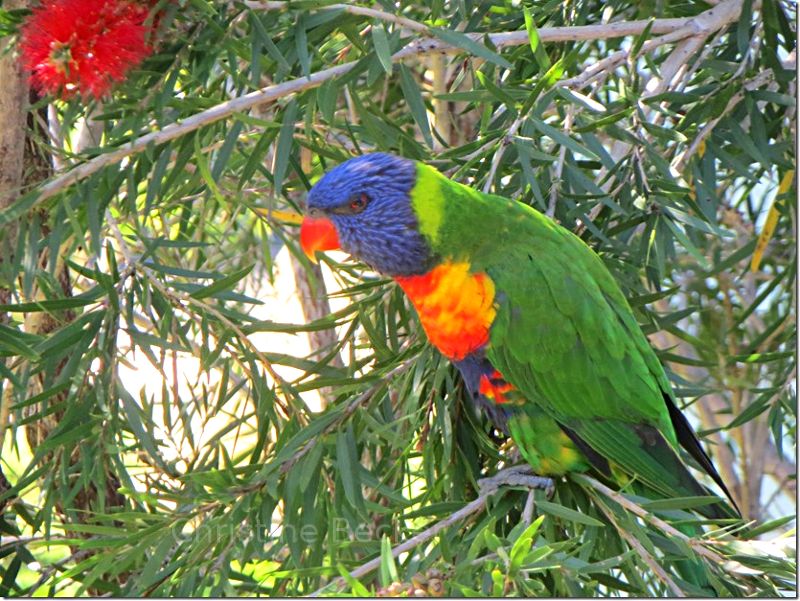 Australian Parrot