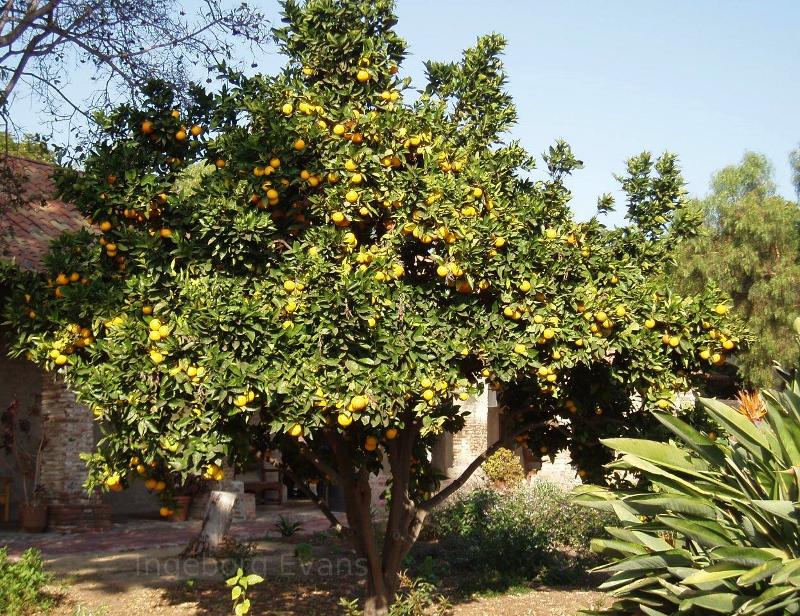 Citrus Tree in Arizona
