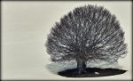 Solitary tree in Italy