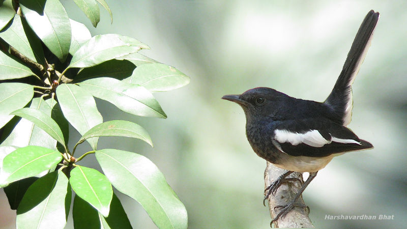 bird in India