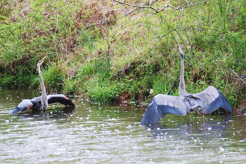 Two Great Blue Herons