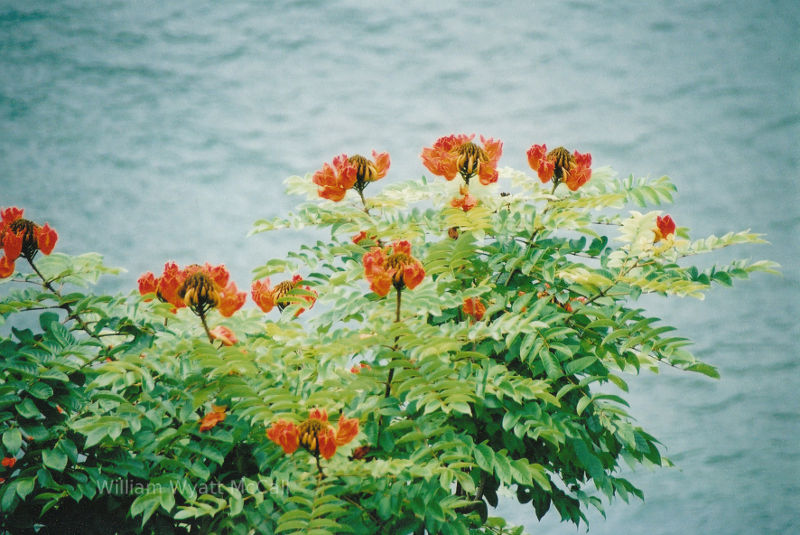 Maui, Hawaii, flowers over the beach