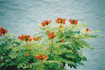 Maui, Hawaii, flowers over the beach