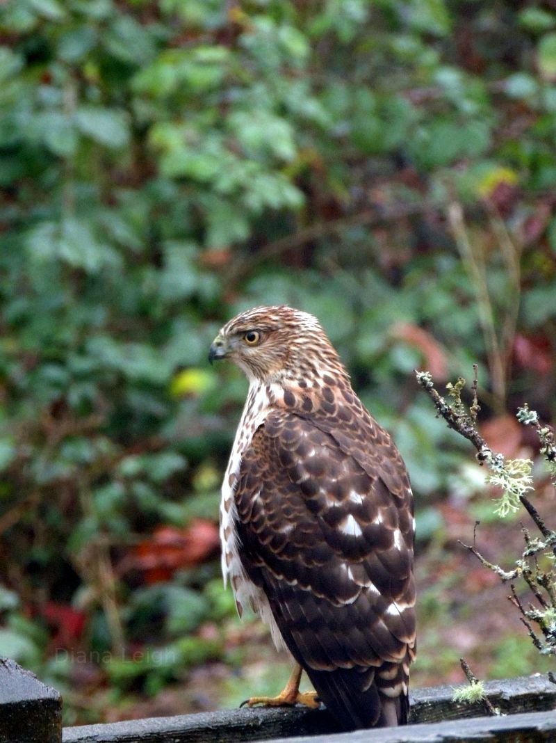 Hawk in Washington