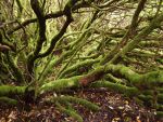 Moss Covered Tree in Scotland