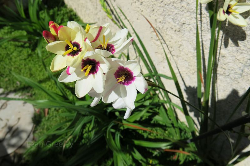 Spring flowers in California