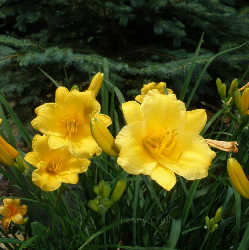 Garden flowers in Missouri