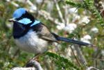 Blue Wren in Australia